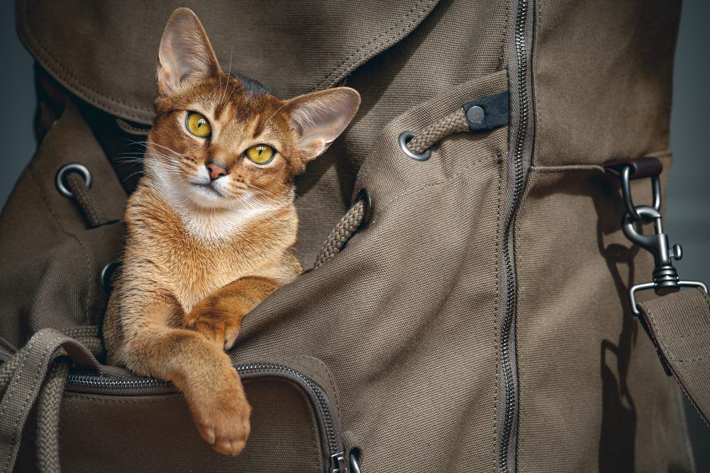 Transporte de animais em ônibus